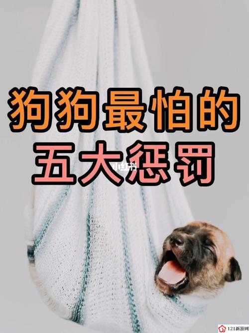 狗狗让我上瘾戒不掉怎么办：萌宠的魅力无法阻挡