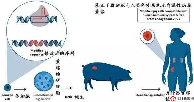 人与猪 DNA 直接生成